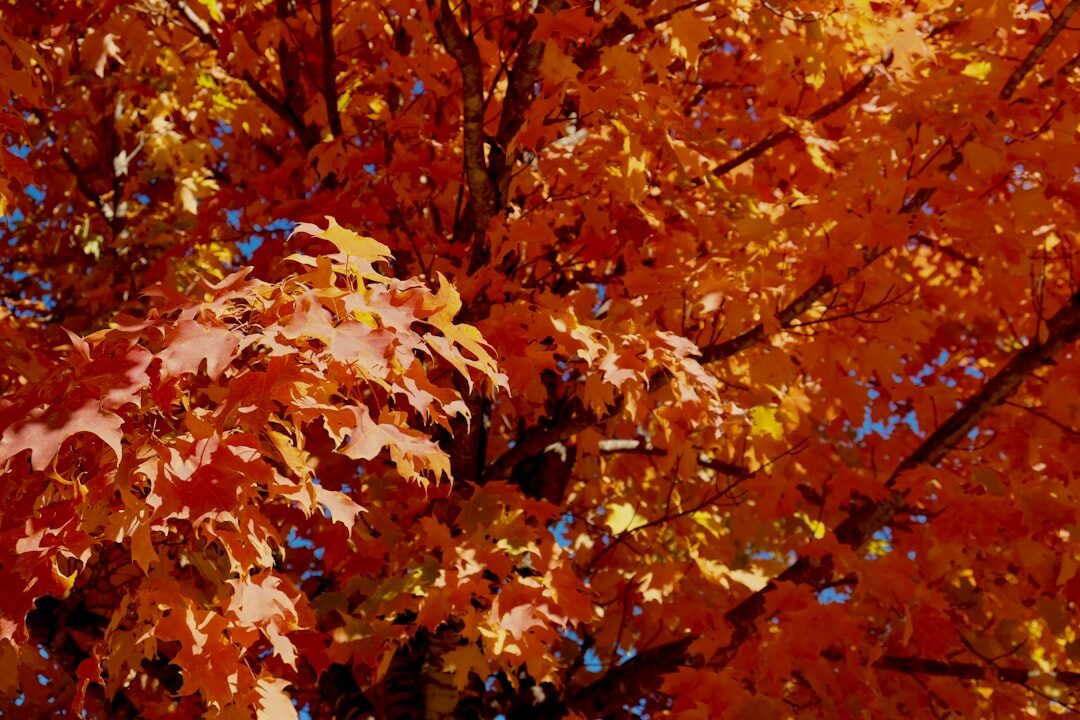 Jaké barvy jsou módní tento podzim?